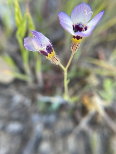 iNaturalist observation photo of bird's-eye gilia