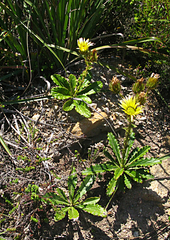 Berkheya carlinoides