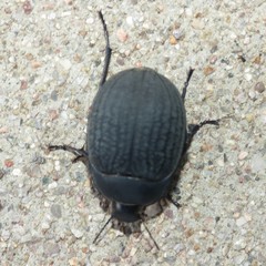 Eusattus reticulatus