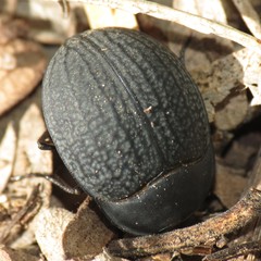 Eusattus reticulatus