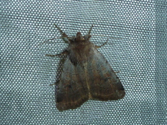 Protolampra sobrina