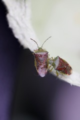 Elasmostethus interstinctus