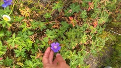 Geranium gymnocaulon