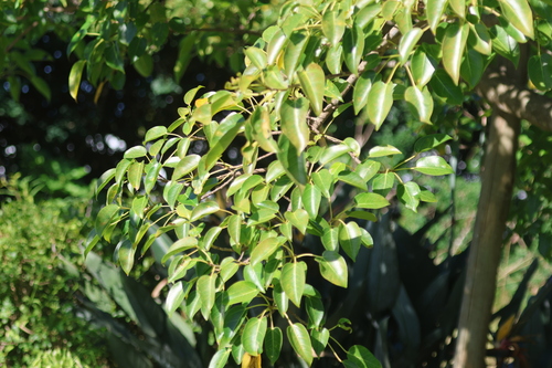 Foto de Figueira-lira