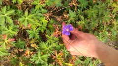 Geranium gymnocaulon
