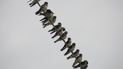 Petrochelidon fluvicola