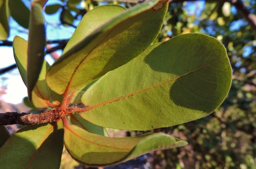 Vitellariopsis ferruginea image