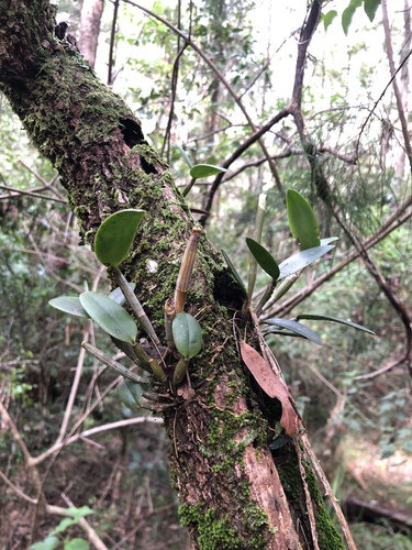 Forest Oak Feather Orchid (Dendrobium angustum)