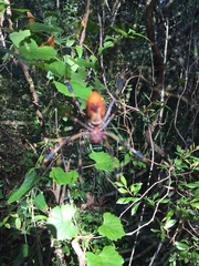 Trichonephila clavipes image