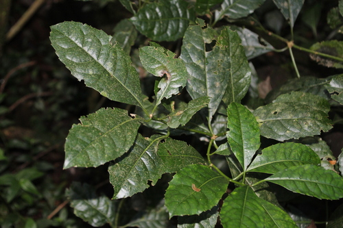 Image of Xymalos monospora by no rights reserved