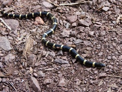 Rhinocheilus antonii