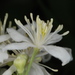 Clematis ligusticifolia - Photo (c) Doug Goldman, algunos derechos reservados (CC BY)