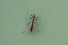 Micrelytra fossularum