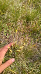Gentiana dshimilensis