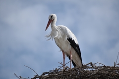 Ciconia ciconia