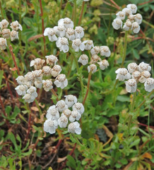 Achillea erba-rotta