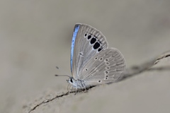 Caerulea coeligena
