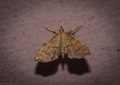 Musotima ochropteralis