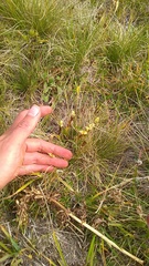 Gentiana dshimilensis