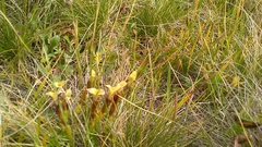 Gentiana dshimilensis