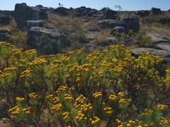 Phymaspermum athanasioides