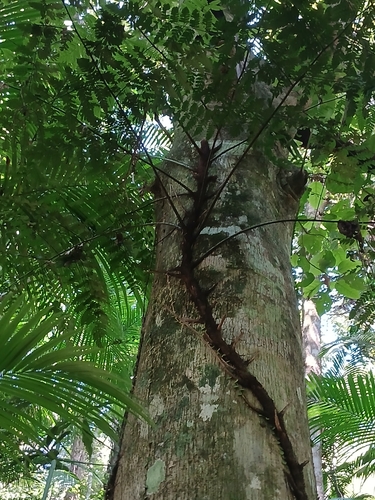 Polybotrya osmundacea observed 2025-04-27
