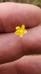 Hypericum drummondii