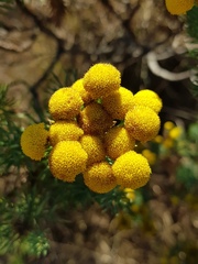 Phymaspermum athanasioides