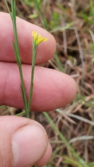 Hypericum drummondii