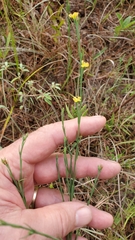 Hypericum drummondii