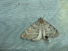 Thera cognata