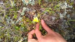 Anemonastrum speciosum