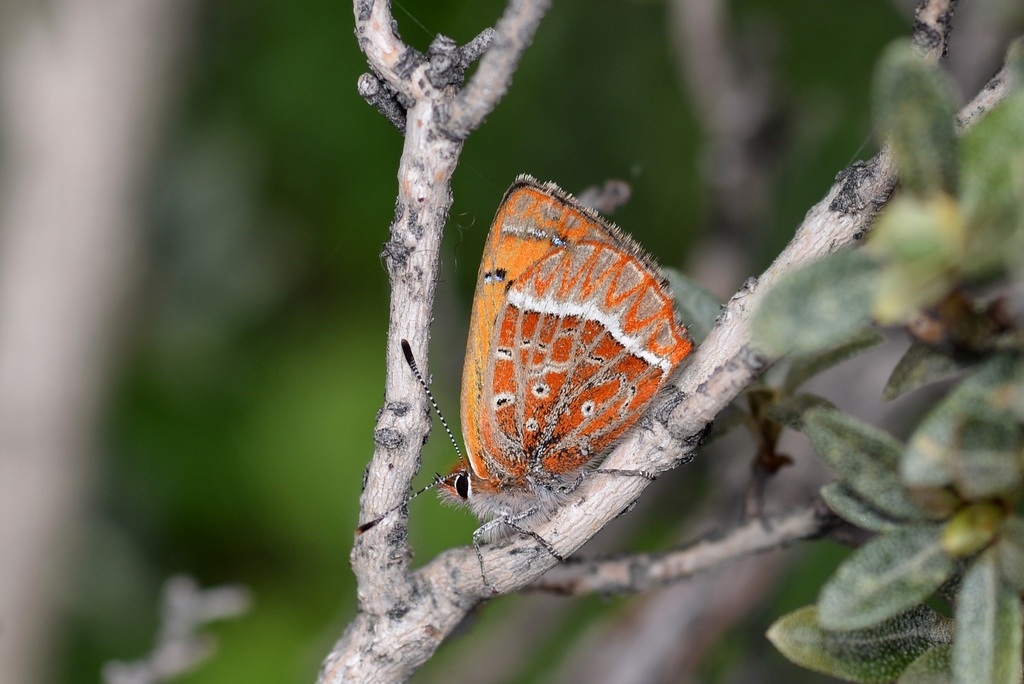 Lycaena pang