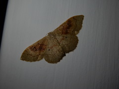 Idaea rubraria