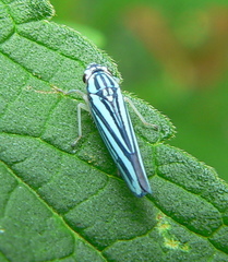 Poecilocarda cosmopolita