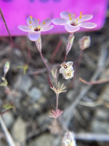 iNaturalist observation photo of Serpentine Leptosiphon