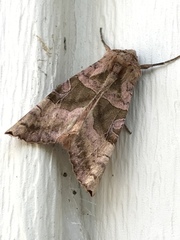 Phlogophora