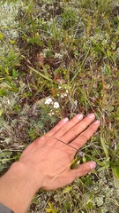 Cherleria circassica