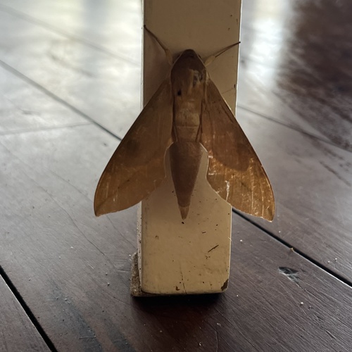 Cape Hawkmoth