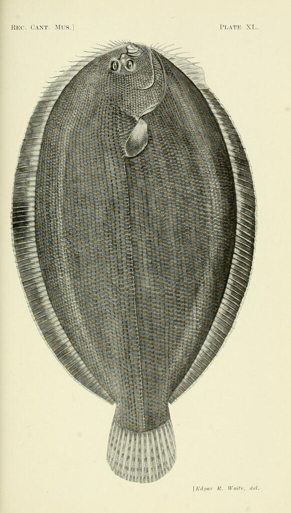 Maori Turbot