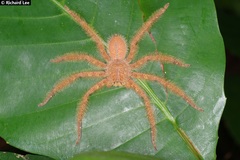 Heteropoda davidbowie
