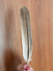 Gulosus aristotelis desmarestii