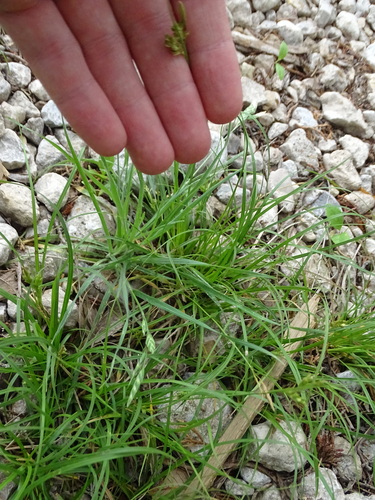 Image of Carex planostachys by (c) Nathan May, some rights reserved (CC BY)