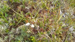 Cherleria circassica