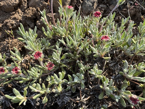 Image of Douglas' Buckwheat (Eriogonum douglasii) by no rights reserved