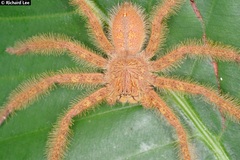 Heteropoda davidbowie