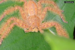 Heteropoda davidbowie