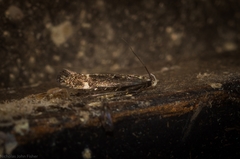 Aproaerema simplexella