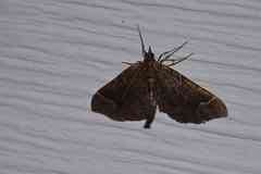 Ecliptopera silaceata