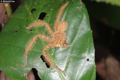 Heteropoda davidbowie